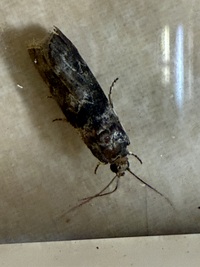 Sciota unidentified species