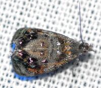 Pseudotebenna carduiella