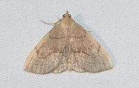Zanclognatha pedipilalis