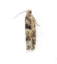 Pseudexentera hodsoni