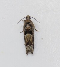 Pseudexentera hodsoni