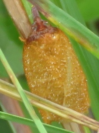 Sparganothis distincta