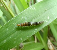 Helcystogramma melantherella