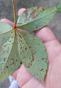 Phyllocnistis ampelopsiella