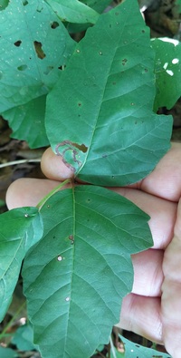 Stigmella rhoifoliella