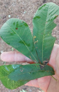 Stigmella caryaefoliella