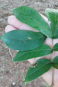 Cameraria caryaefoliella