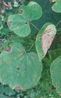 Fascista cercerisella