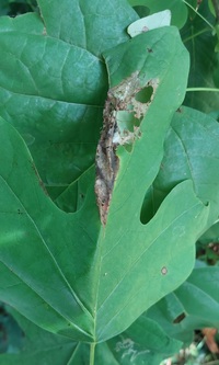 Paralobesia liriodendrana_magnoliana