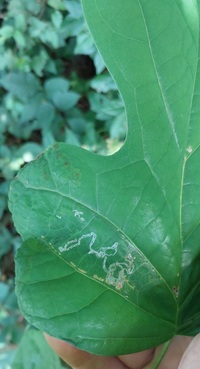 Phyllocnistis liriodendronella