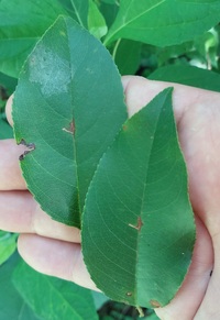 Bucculatrix pomifoliella