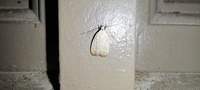 Inga cretacea