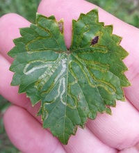 Phyllocnistis vitegenella