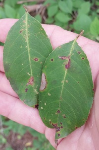 Bucculatrix pomifoliella