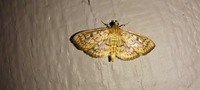 Herpetogramma pertextalis