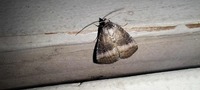 Ogdoconta cinereola