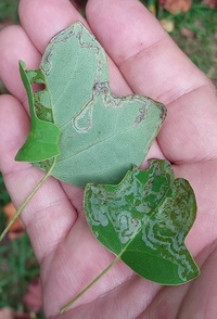 Phyllocnistis liriodendronella