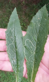 Phyllocnistis insignis
