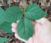 Stigmella rhoifoliella