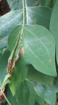 Paralobesia liriodendrana_magnoliana