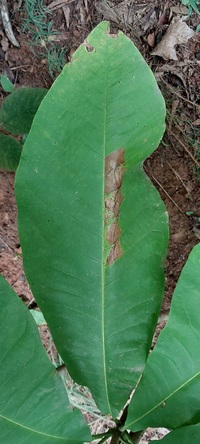 Paralobesia liriodendrana_magnoliana