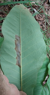 Paralobesia liriodendrana_magnoliana