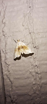 Lipocosma septa