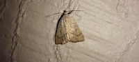 Gabara pulverosalis