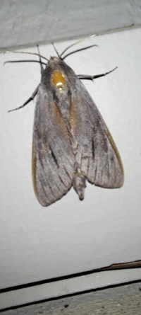 Lapara coniferarum