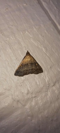 Tetanolita floridana