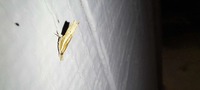 Fissicrambus profanellus