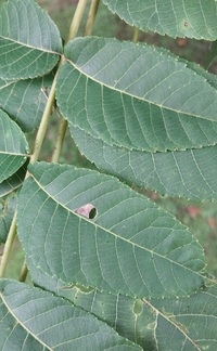 Coptodisca juglandiella