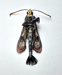 Albuna fraxini