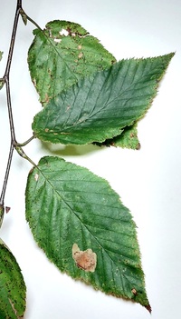 Cameraria betulivora