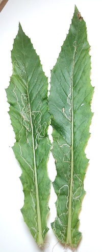 Phyllocnistis insignis