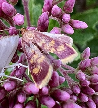 Pyrausta acrionalis