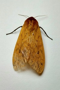Pyrrharctia isabella