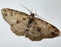 Melanolophia canadaria