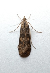 Nomophila nearctica
