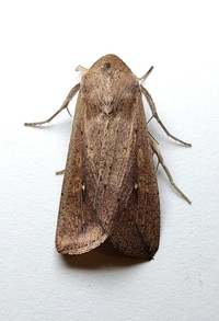 Mythimna unipuncta