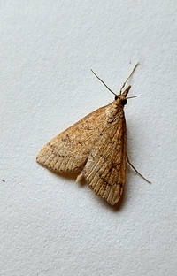 Udea rubigalis