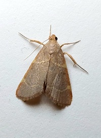 Hypsopygia binodulalis