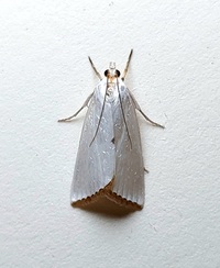 Urola nivalis