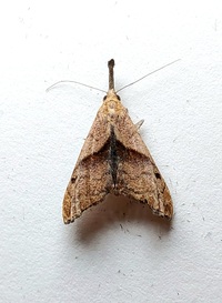 Palthis angulalis
