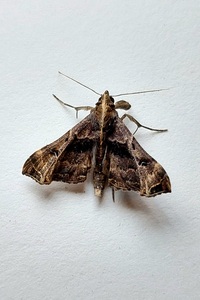 Palthis asopialis