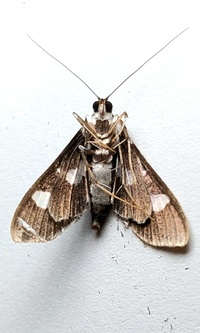 Desmia funeralis