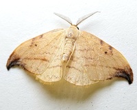 Drepana arcuata