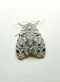 Clemensia albata