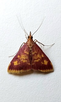 Pyrausta acrionalis