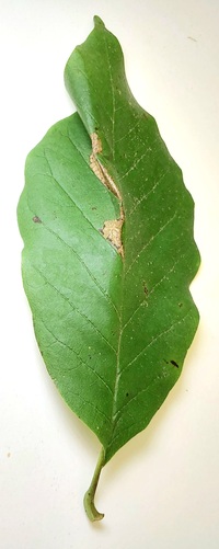Paralobesia liriodendrana_magnoliana